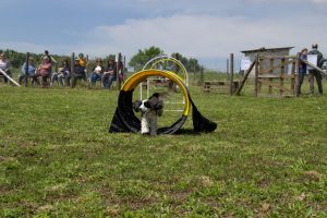 Nepi, presentate le attività cinofile e gli interventi assistiti con gli animali