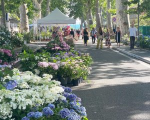 Festa delle Ortensie, Bolsena celebra la bellezza della sua pianta più bella