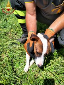 Bracciano, due cagnolini intrappolati nella caditoia: salvati dai Vigili del Fuoco