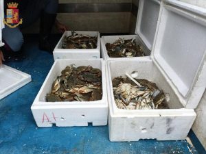Frosinone – Sicurezza dei consumatori, polizia sequestra granchi di mare