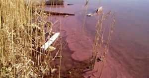 Alghe tossiche nel lago di Vico, approvato lo stop alla captazione delle acque per uso potabile