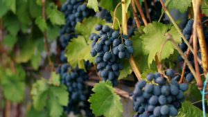 Vino, allarme per il calo della produzione di uva