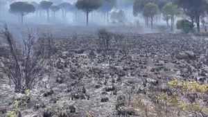 Incendi a Palermo, le immagini della devastazione