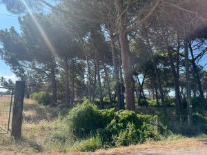Montalto di Castro – Sparatoria in pineta, c’è un primo indagato (è un tunisino)