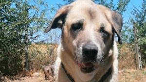 Negata l’adozione ad una cagnolona cieca di 11 anni, raccolte oltre 31000 firme per liberarla dal canile