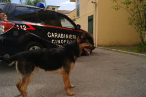 Montalto, 17enne con l’hashish in tasca “pizzicato” dal cane antidroga Nathan