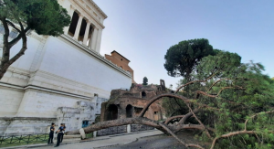 Roma – Pino crollato in centro: tragedia sfiorata davanti al Campidoglio