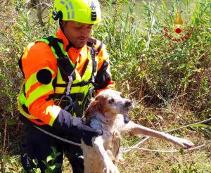 Pontinia, cane cade in un canale e rischia di annegare: salvato dai Vigili del Fuoco