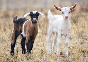 Anagni – Capretta uccisa a calci, procura indaga per ‘uccisione animale’