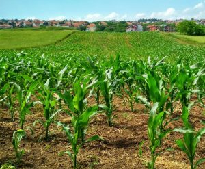 Tarquinia – L’Università Agraria recupera 25mila euro di affitti non pagati