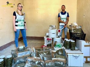 Orvieto – Guardia di Finanza sequestra oltre 2mila piante di marijuana e 18 kg già pronti per lo spaccio