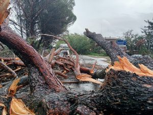 Maltempo e alberi caduti: chiusa la Cassia all’altezza di Sutri