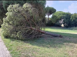 Tragedia sfiorata a Viterbo: cade un albero al parco della Quercia frequentatissimo da bambini