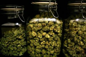 Otto chili di marijuana conservata nei barattoli, in manette cinquantunenne