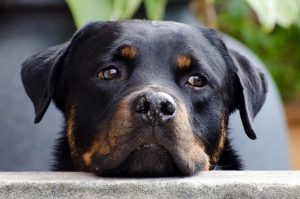 Rottweiler caduto dal balcone: il proprietario responsabile per omessa custodia