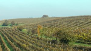 Colline e Oltre progetta la promozione dell’Oltrepò Pavese