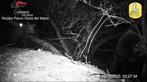 “I giovani orsi di Amarena stanno bene e crescono”: la buona notizia dal Parco Nazionale d’Abruzzo