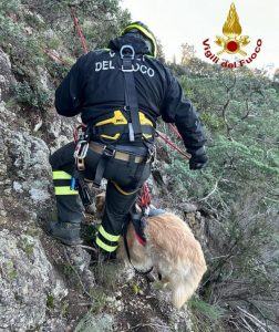 Gallese, cane caduto in un dirupo di 25 metri salvato dai Vigili del Fuoco