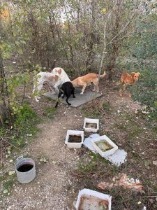 Tivoli – Un centinaio di cani randagi abbandonati a loro stessi