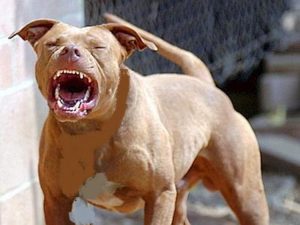 Ladispoli, aggredita e morsa da un cane mentre passeggia