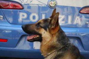 Rieti, cane antidroga smaschera pusher incensurato