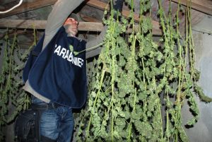Maxi consumo di corrente fa scoprire enorme piantagione di marijuana a Campagnano