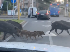 Viterbo – Cinghiali anche alla stazione di Porta Fiorentina, cittadini esasperati: “Sempre a fare slalom per evitare incidenti”