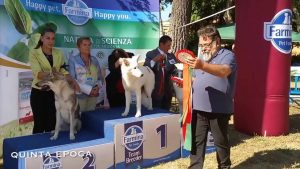 Oltre 900 cani alla 54° edizione dell’ Esposizione Internazionale Canina Città di Viterbo