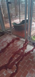 Cani malati e lasciati per ore in perdite di sangue: situazione gravissima al canile sanitario di Rieti