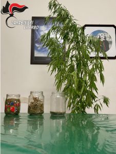 Una pianta di cannabis alta quasi due metri in giardino: ai domiciliari trentunenne di Chia
