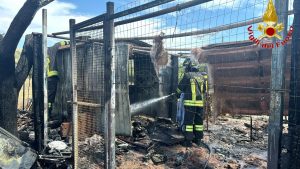 Civitavecchia – Brucia una baracca, muore un cane pastore maremmano