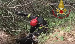 Pomezia, cane pastore finisce in fossato: salvato dai Vigili del Fuoco