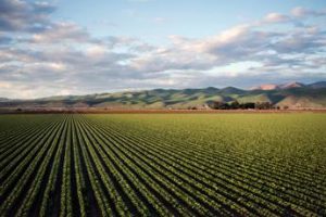 Fertilizzanti e idrogeno, la svolta sostenibile del settore agricolo