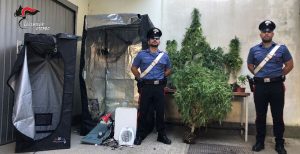Corchiano, coltiva marijuana in mezzo ai pomodori: arrestata 46enne