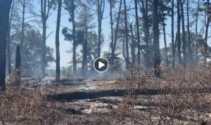 Bagnoregio – Incendio doloso devasta la Pineta di Campolungo, il sindaco: “Ecco cosa rimane” (VIDEO)