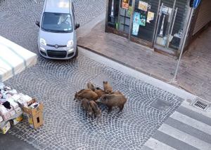 Viterbo – Piazza della Rocca, sabato di mercato anche per i cinghiali (FOTO)