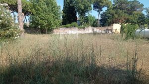 Tarquinia – Degrado del verde pubblico, una città abbandonata a sé stessa