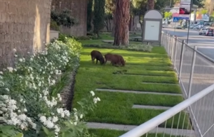 Viterbo – Parco Melvin Jones precluso ai cittadini ma non ai cinghiali, dopo il danno la beffa (VIDEO)