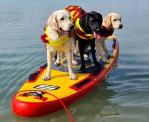 Sics, cani salvataggio sempre pronti per salvare vite ma l’impegno non si ferma in inverno