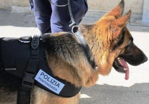 Rieti, visitatore porta hashish al parente detenuto: il cane antidroga lo scopre