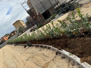 Frosinone, allo Scalo gli alberi “mangiasmog”