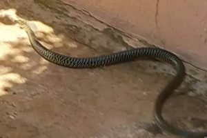 C’è un serpente sul pianerottolo del primo piano: spavento a Cerveteri