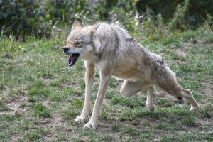 Scozia – “Bambino lupo” ammesso a scuola, riconosciuta per lui la “disforia di specie”