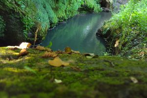 “Farnese e Acquapendente rischiano di perdere la gestione della Selva del Lamone e del Monte Rufeno”