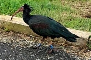 Due rari esemplari di Ibis eremita, specie a rischio estinzione, nei prati di Ladispoli (FOTO)