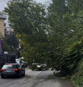 Viterbo – Crolla albero a via Genova, tragedia sfiorata