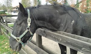 Civitavecchia – Il cavallo libero recuperato in via delle Boccelle trova casa