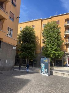 Viterbo – Natura “troppo” rigogliosa a via Marconi, l’ex sindaco Arena segnala: “cittadini al buio”