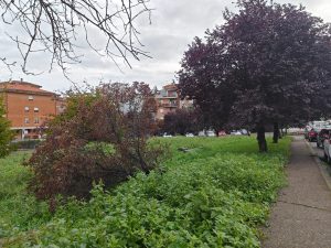 Viterbo – Grotticella, alberi pericolanti pronti a cadere sulle auto: “Serve manutenzione immediata”