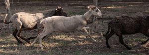 Monte San Giovanni Campano – Lupi a ridosso di case sbranano pecore in fattoria didattica